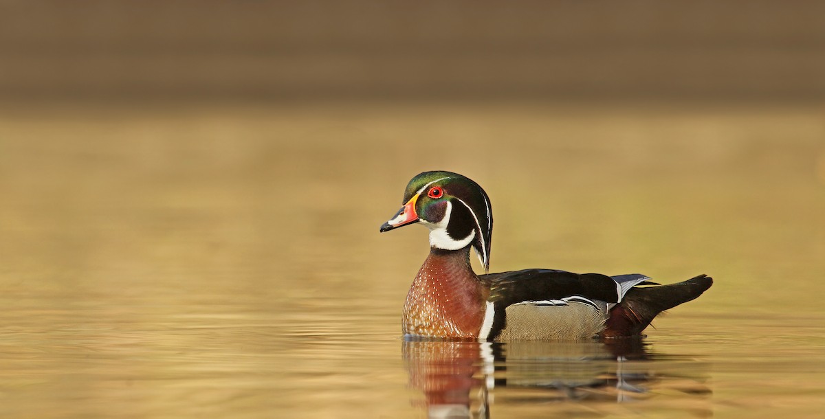 Canard branchu - ML35998511