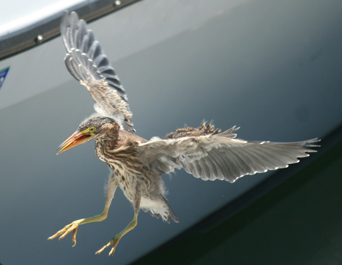 Green Heron - ML35998671