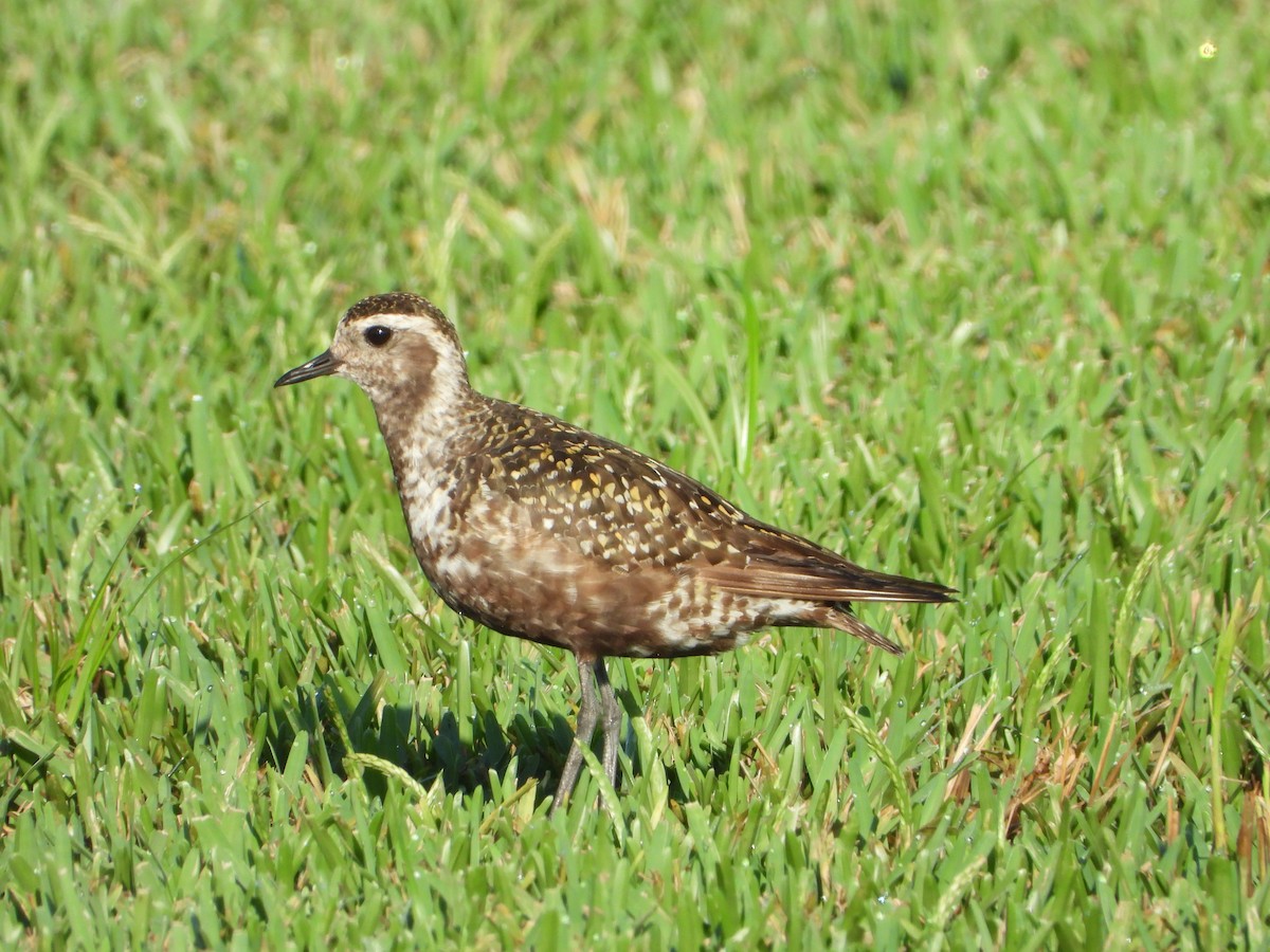 American Golden-Plover - ML359986891