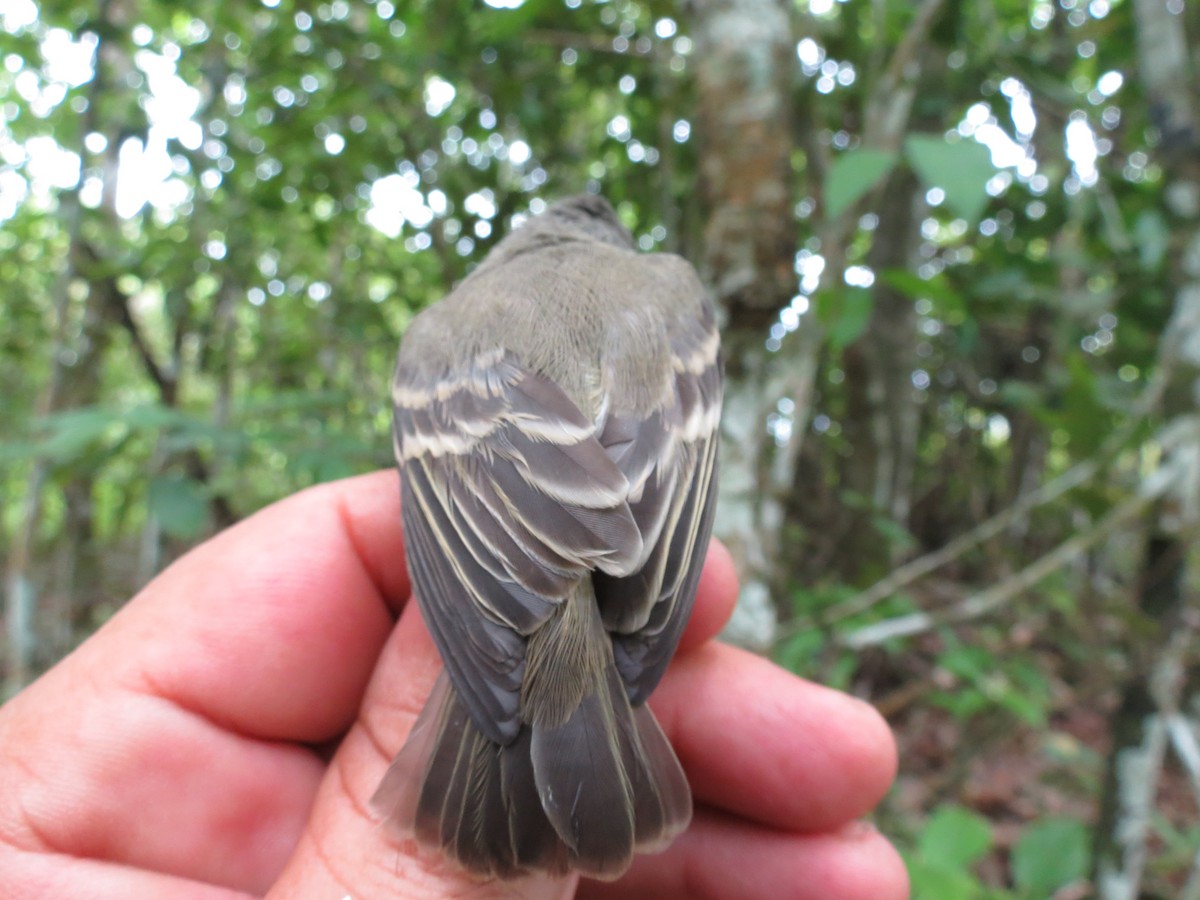 Northern Mouse-colored Tyrannulet - ML359987241