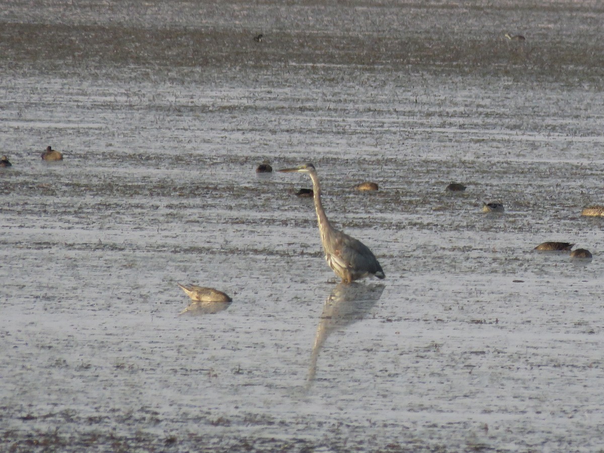 Great Blue Heron - ML359987571