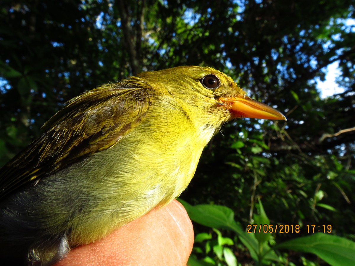 Guira Tanager - ML359988041