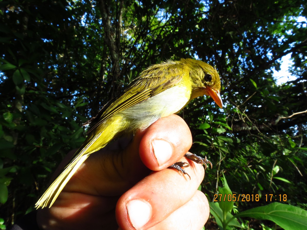 Guira Tanager - ML359988061