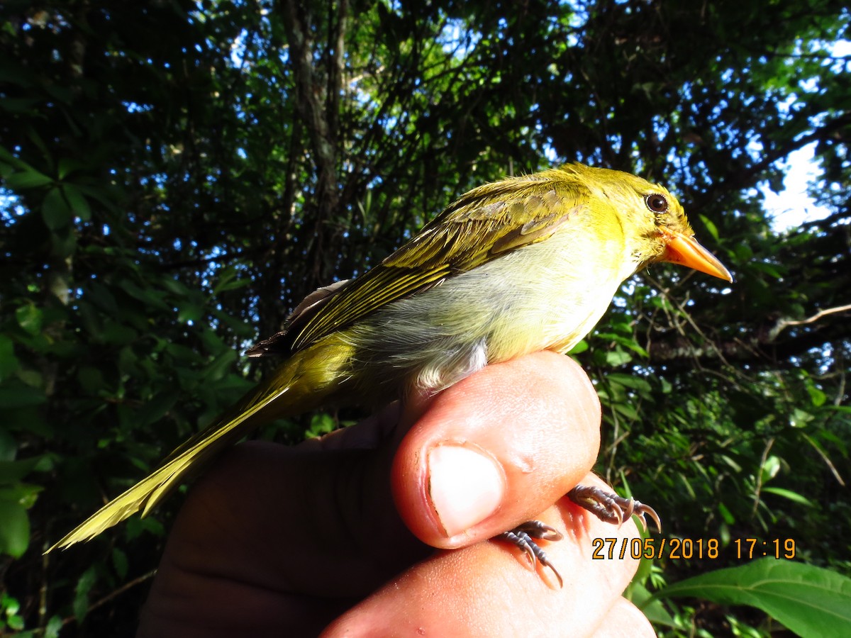 Guira Tanager - Alexis Araujo Quintero