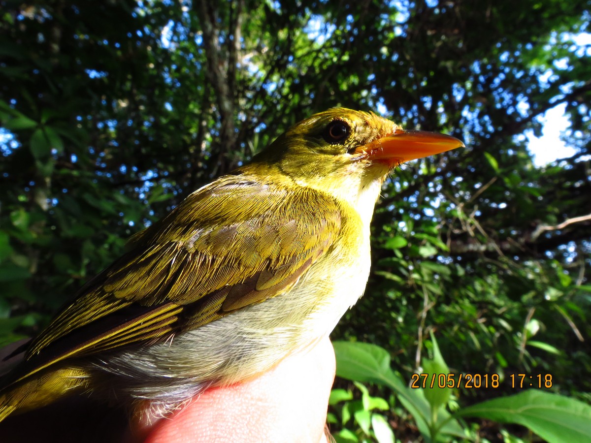 Guira Tanager - ML359988101