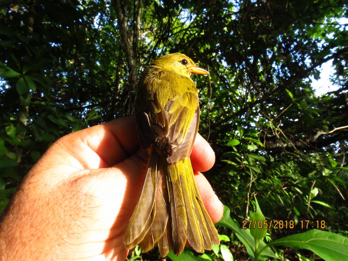 Guira Tanager - ML359988111