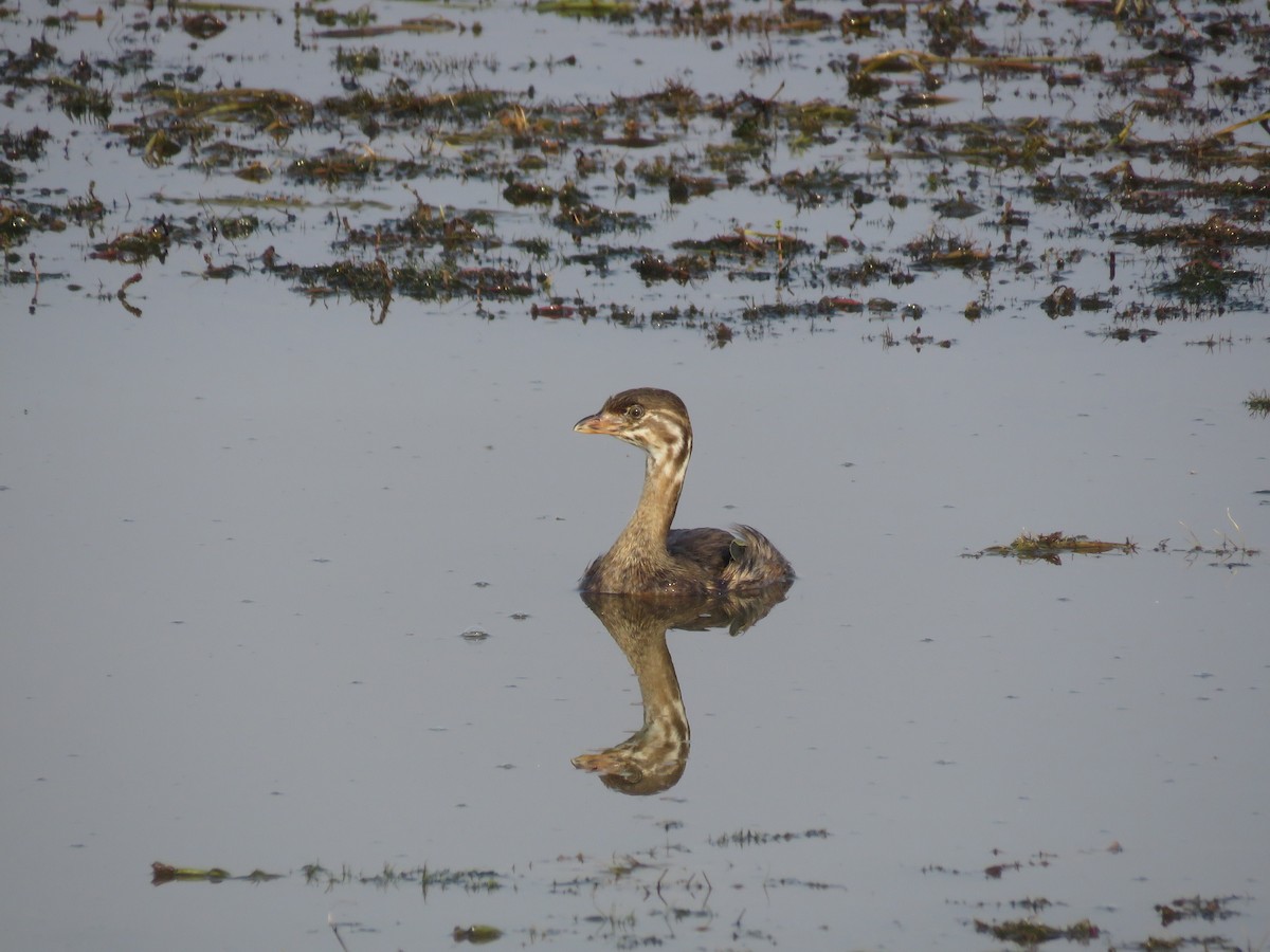 Pied-billed Grebe - Curtis Mahon