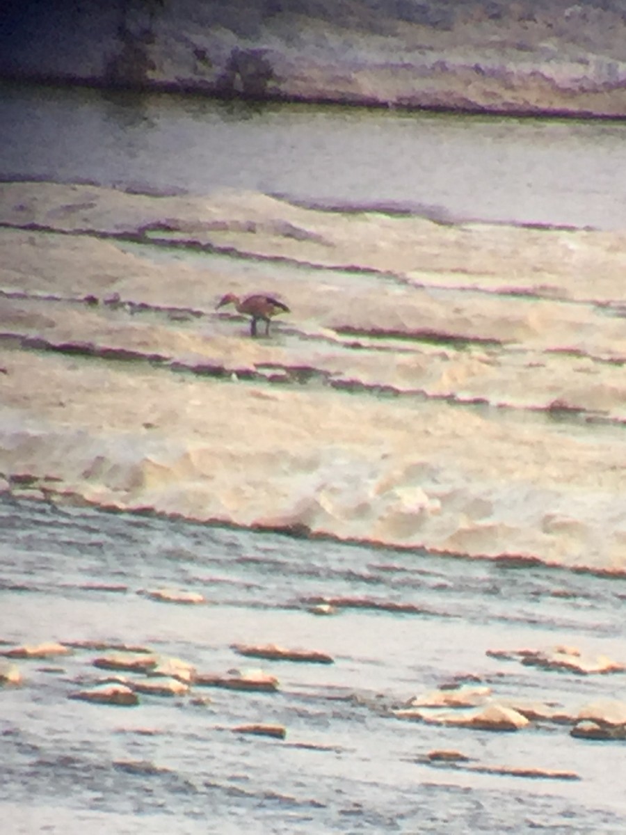 husička bažinná - ML359990201