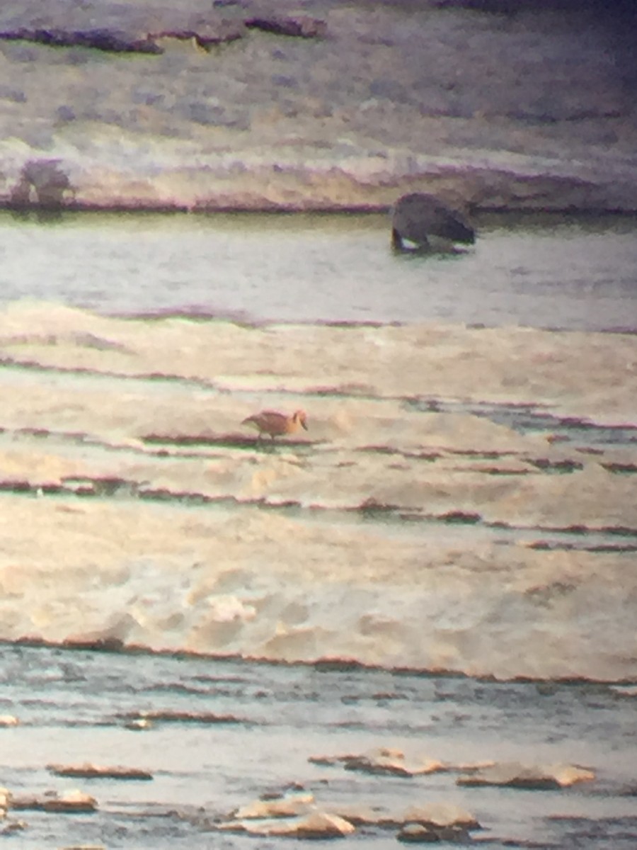 husička bažinná - ML359990211