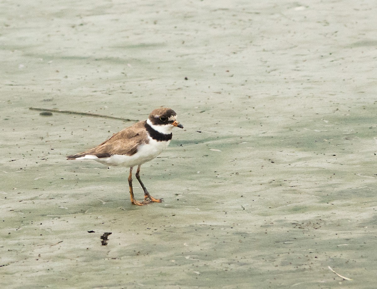Semipalmated Plover - ML359991021