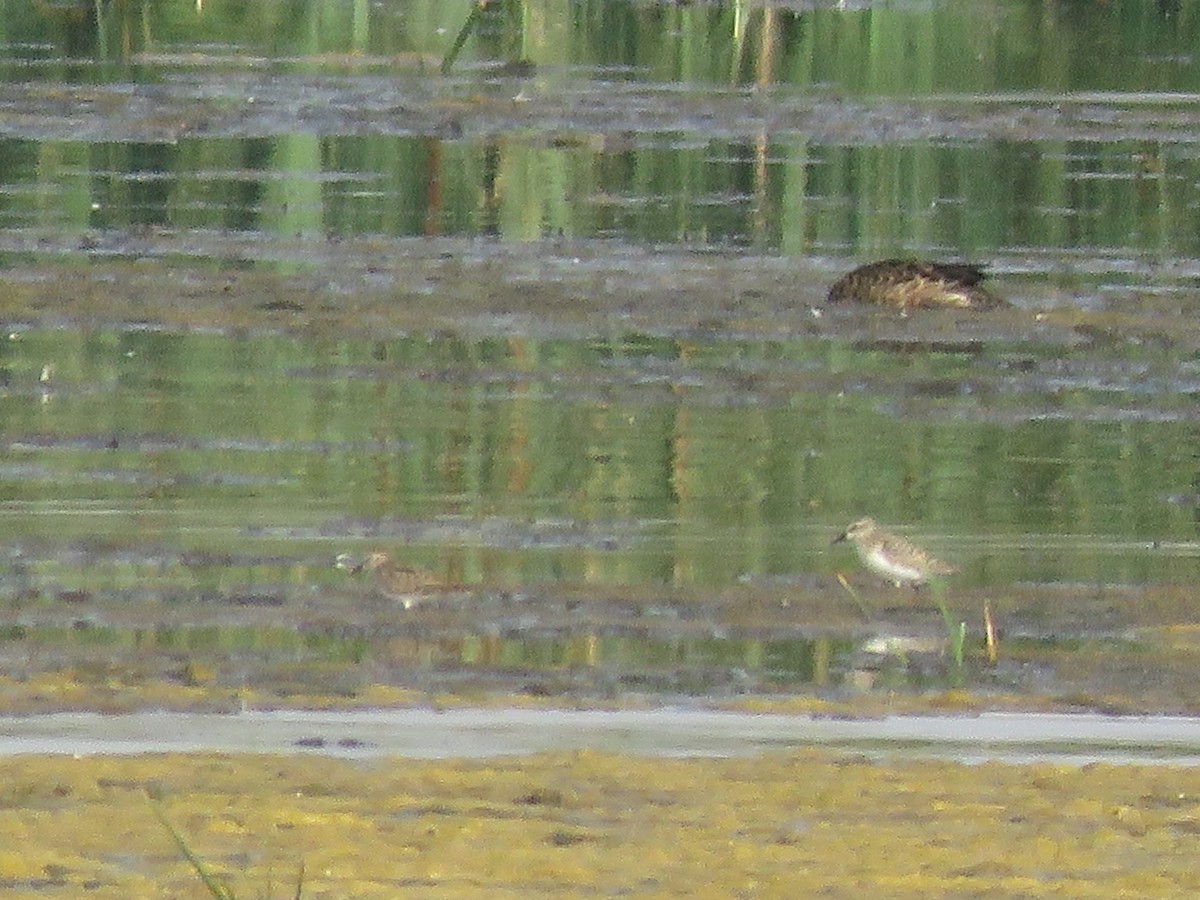 Semipalmated Sandpiper - Curtis Mahon