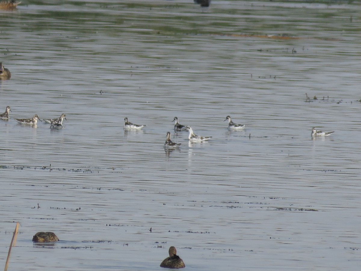 Phalarope à bec étroit - ML359991631