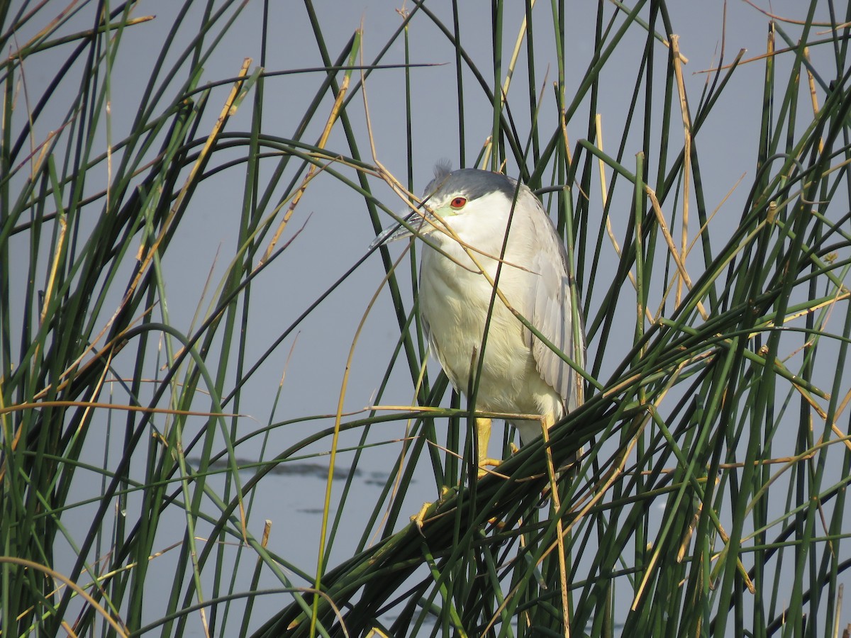 Black-crowned Night Heron - ML359991941