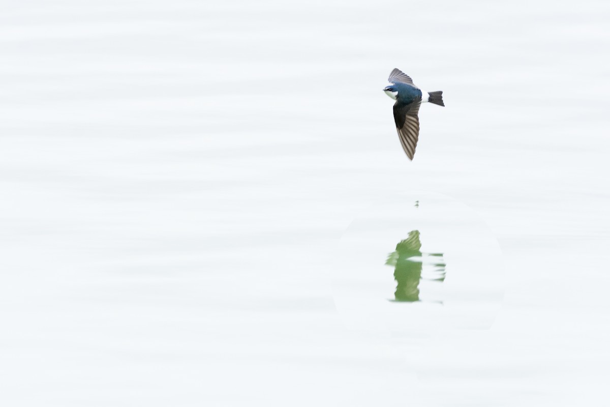 White-rumped Swallow - ML359993321