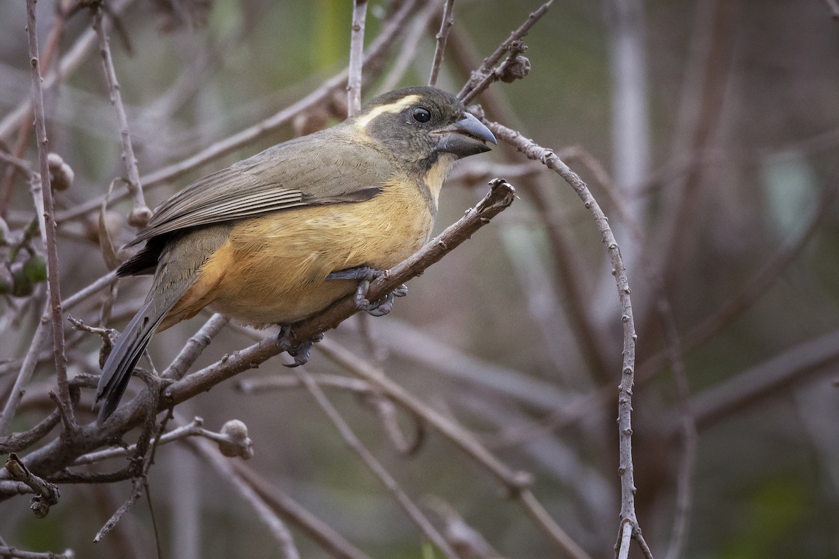 Golden-billed Saltator - ML359993621