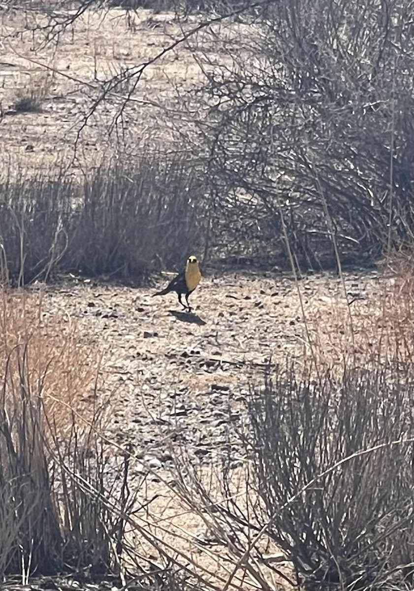 Yellow-headed Blackbird - Armando Arevalo Jr