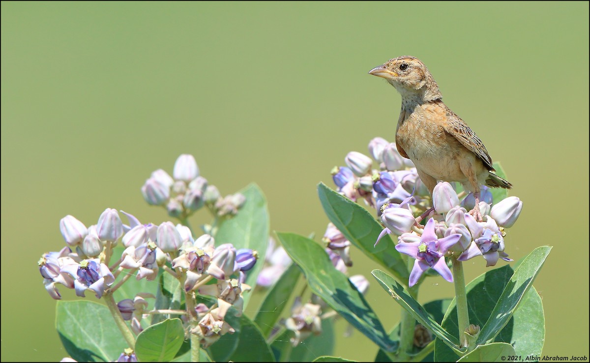 Singing Bushlark (Singing) - ML360002461