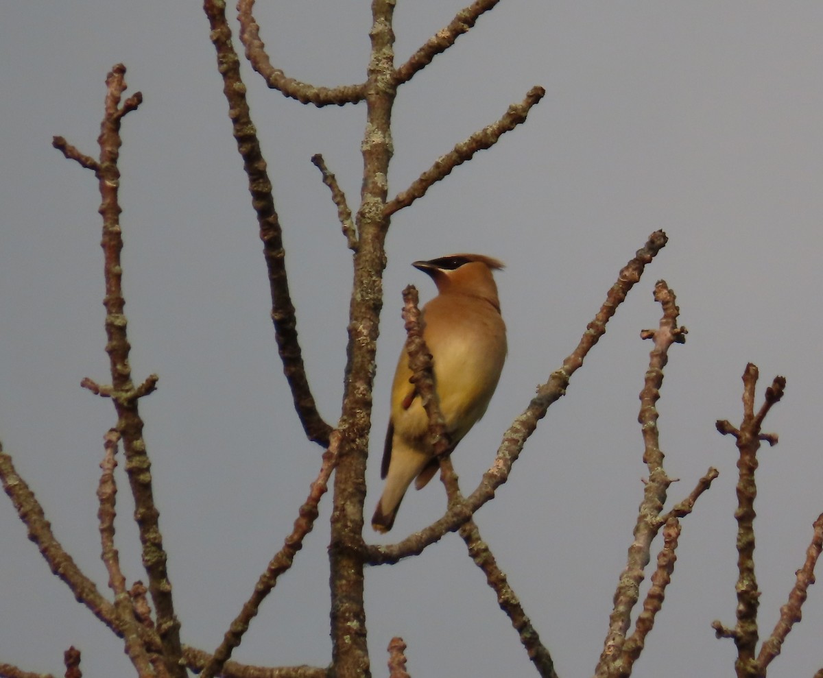 Cedar Waxwing - Susan Ells