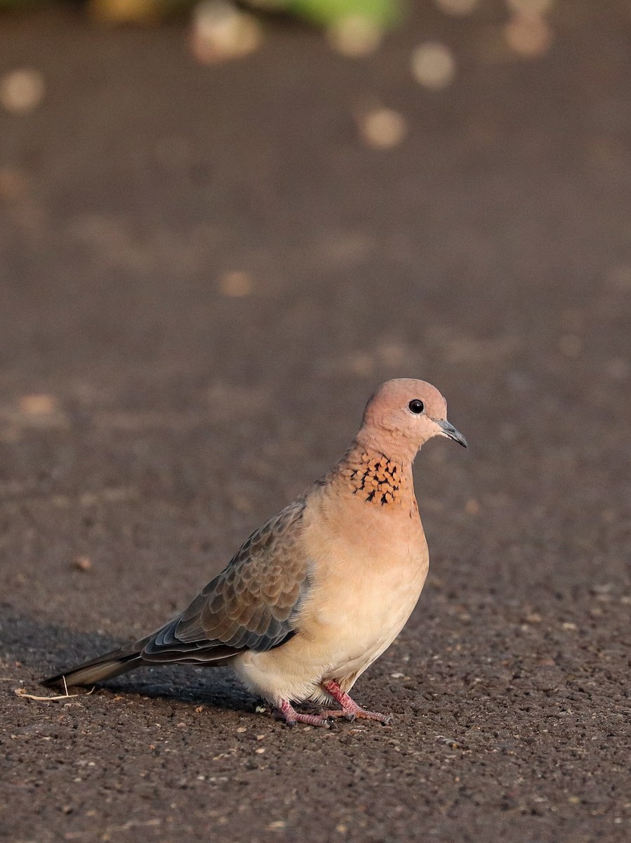 Laughing Dove - ML360002751