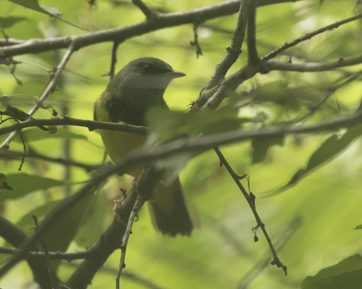 Mourning Warbler - ML360003781