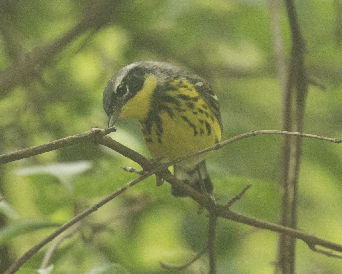 Magnolia Warbler - ML360003961