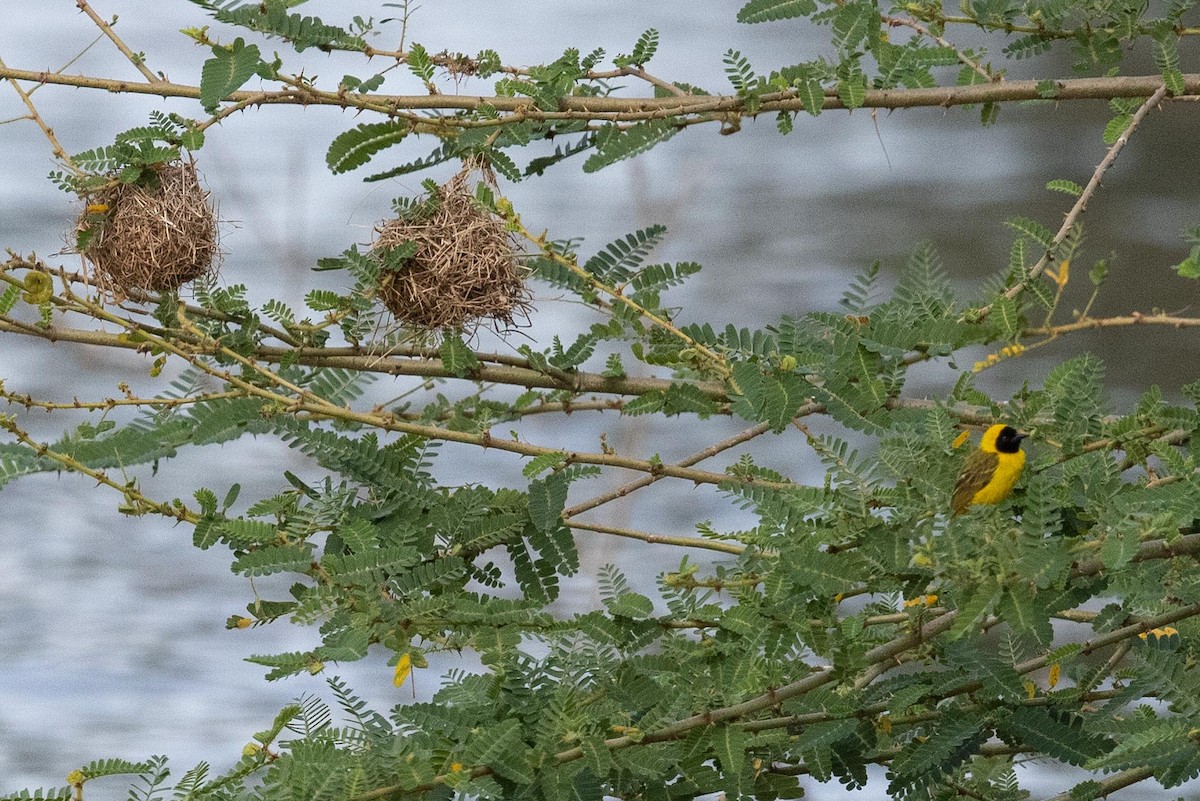 Slender-billed Weaver - ML360005181