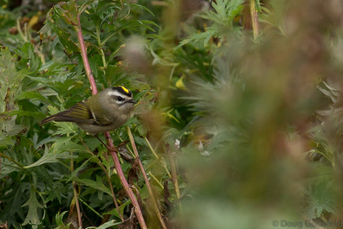 Golden-crowned Kinglet - ML36000521