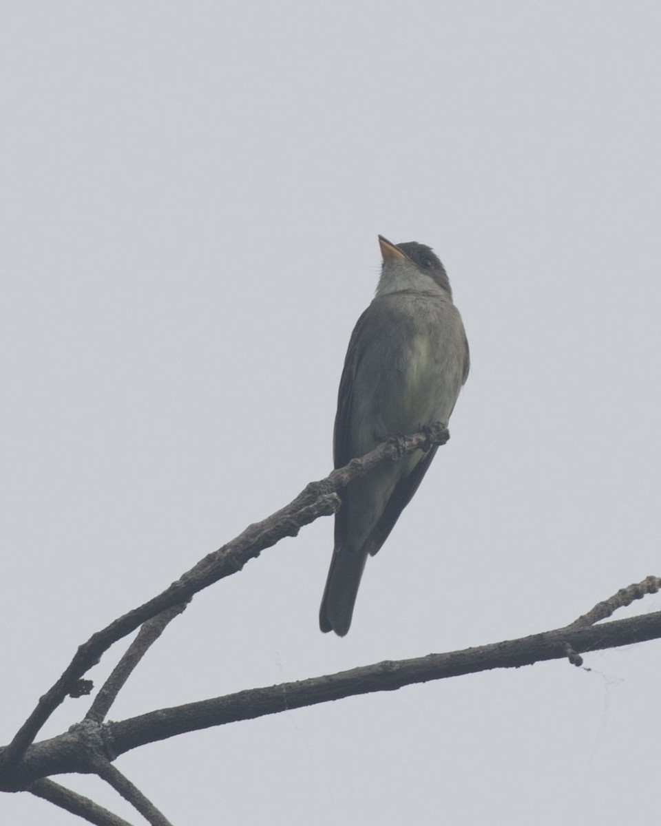 Eastern Wood-Pewee - ML360005331