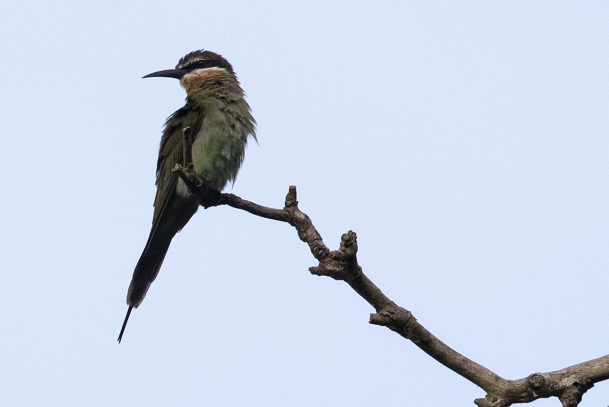 Madagascar Bee-eater - ML360005461