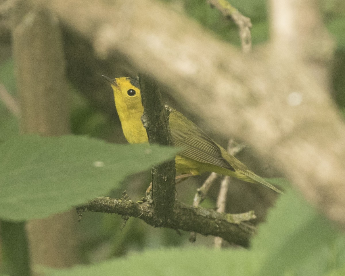 Wilson's Warbler - ML360005641