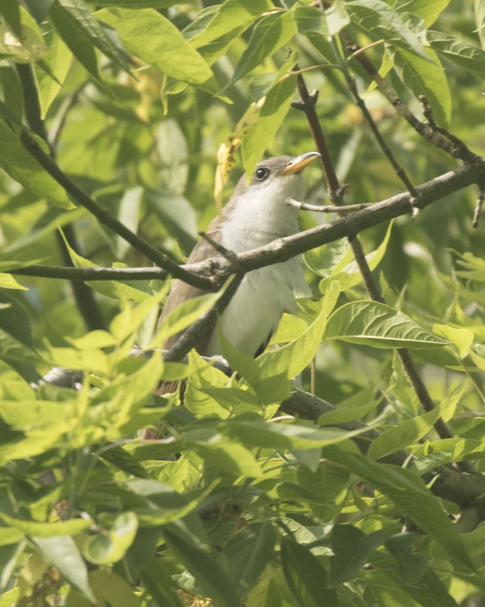 Yellow-billed Cuckoo - ML360005711