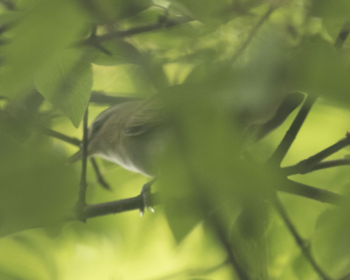 Red-eyed Vireo - ML360005831