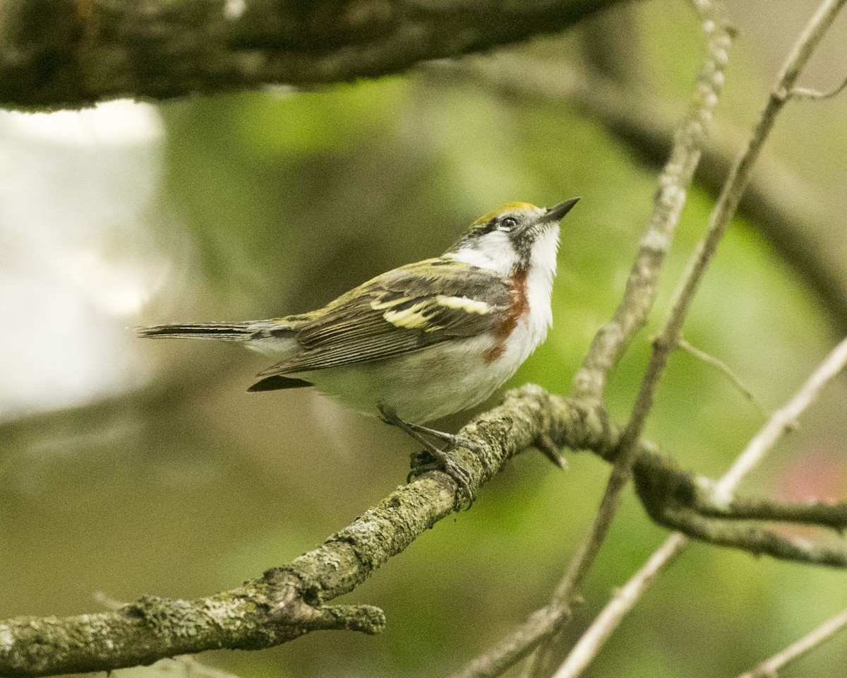 Chestnut-sided Warbler - ML360005871