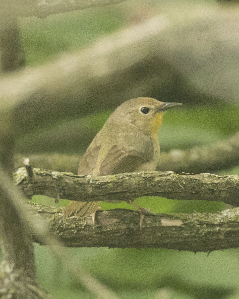 Common Yellowthroat - ML360006161
