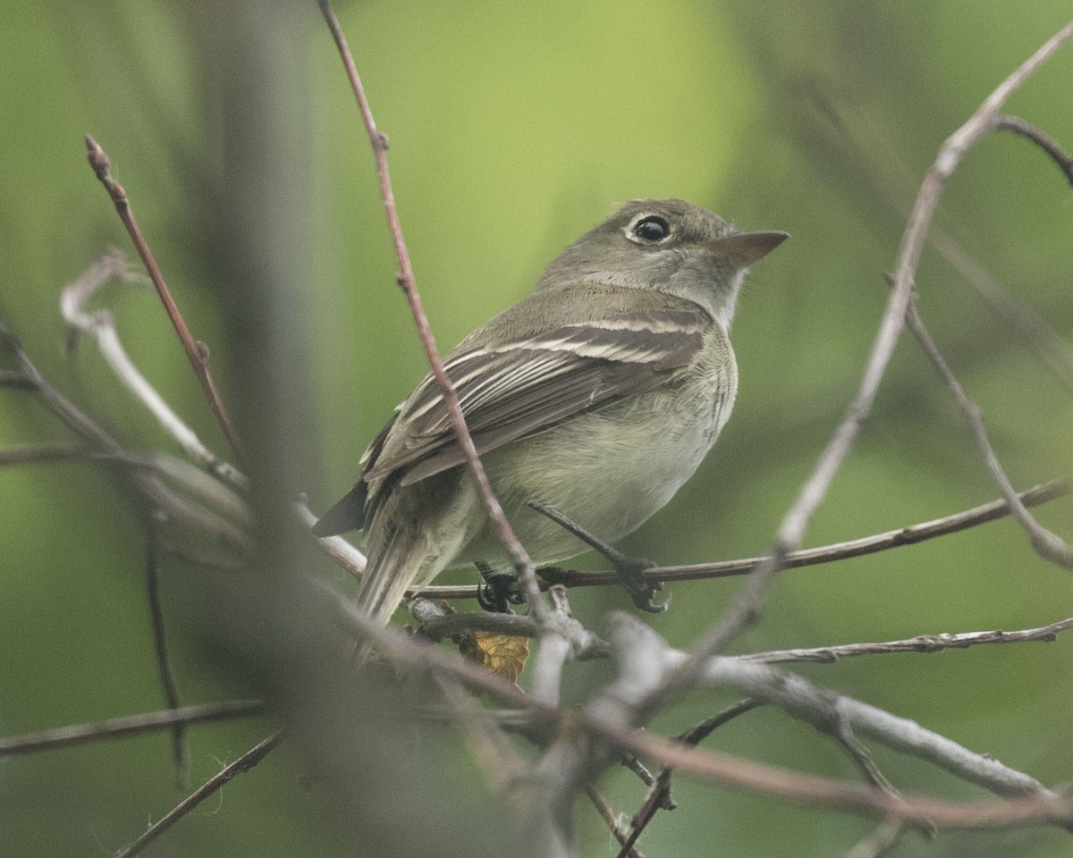 Least Flycatcher - ML360006271
