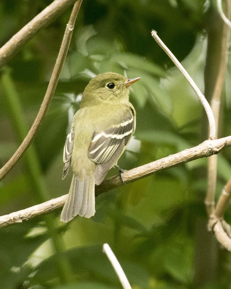 Yellow-bellied Flycatcher - ML360006341