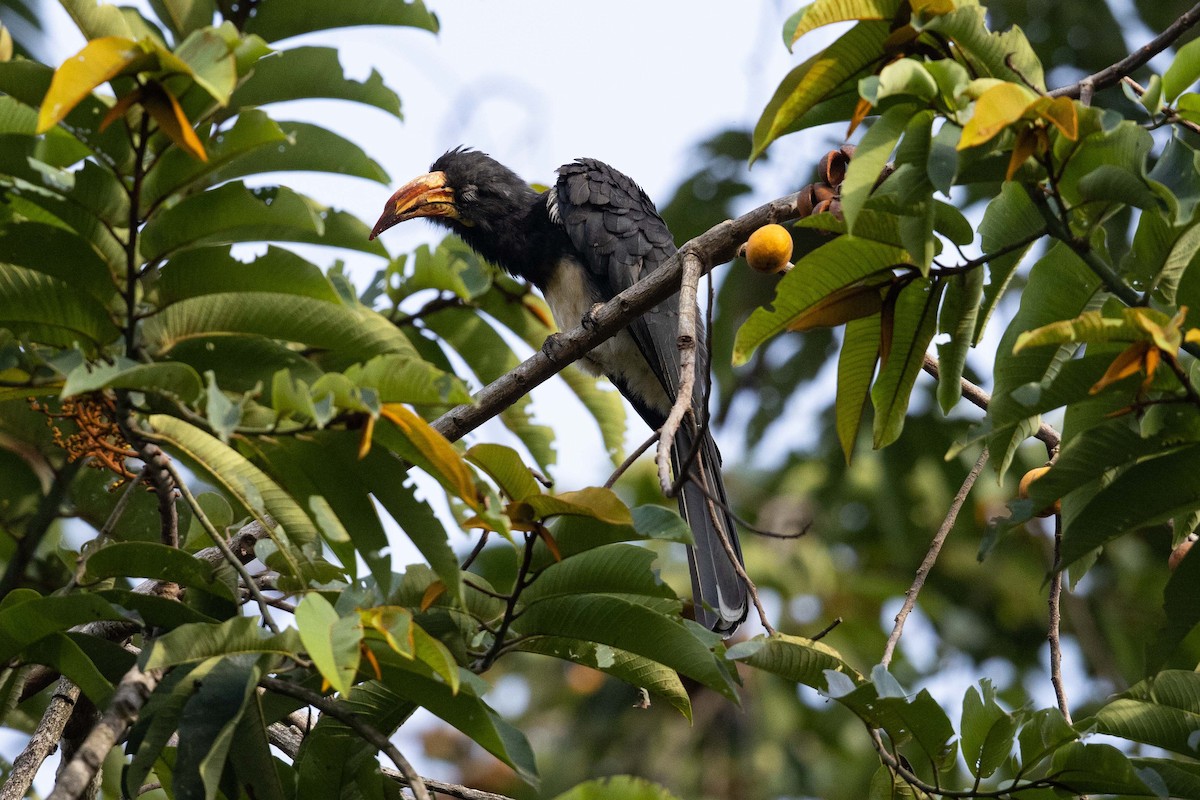 Congo Pied Hornbill - ML360006761
