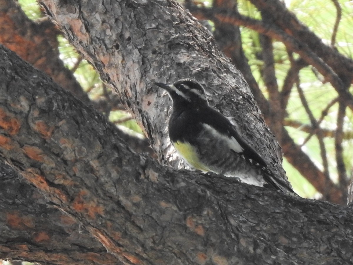 Williamson's Sapsucker - ML360008251