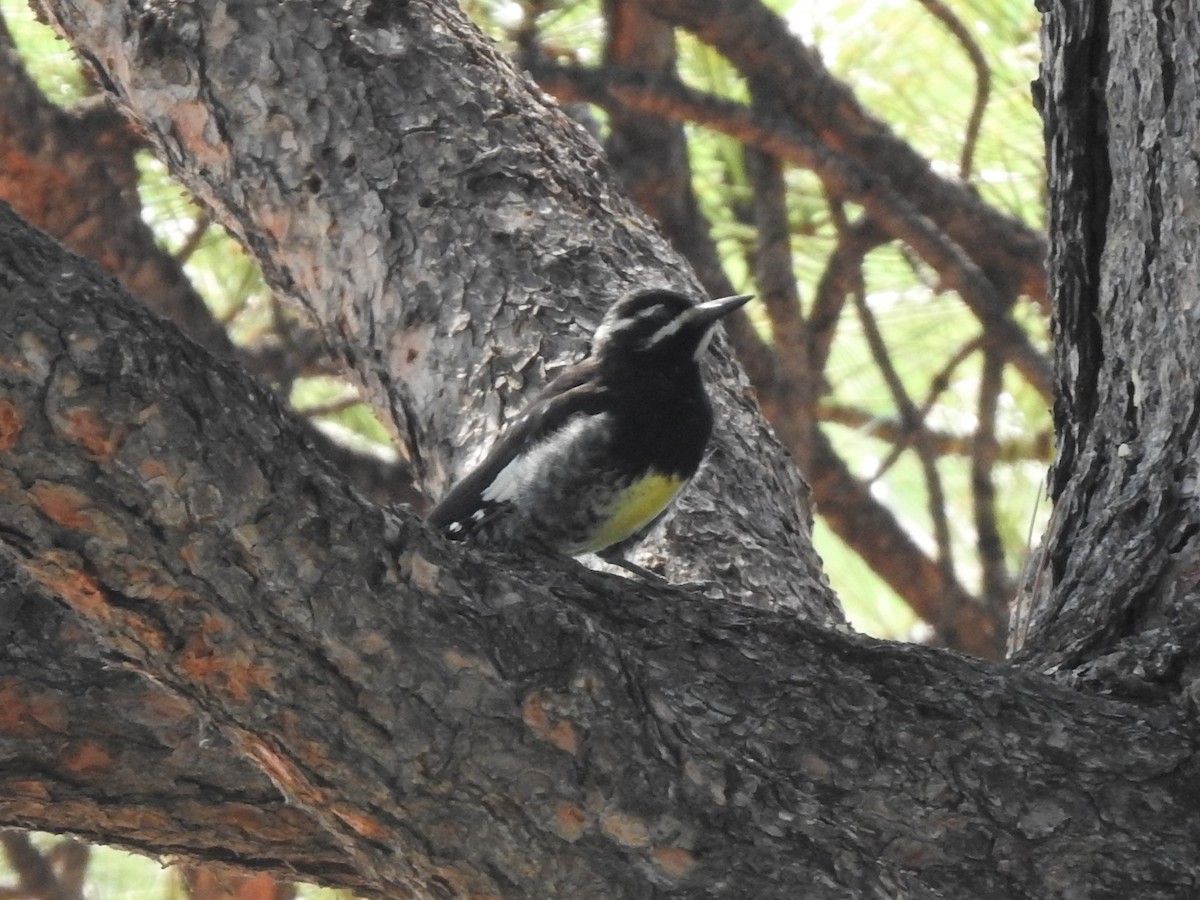 Williamson's Sapsucker - ML360008311
