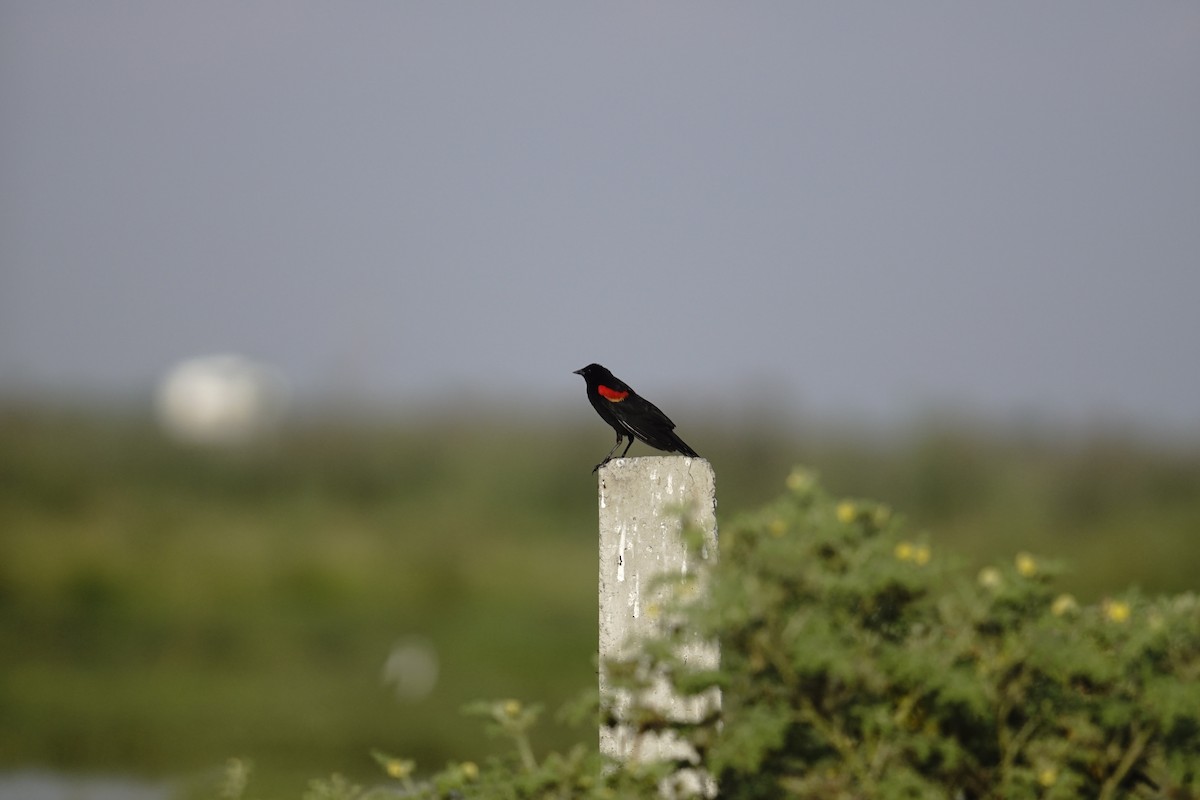 Red-winged Blackbird - ML360008441