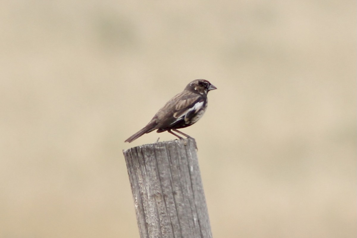 Lark Bunting - ML360008771