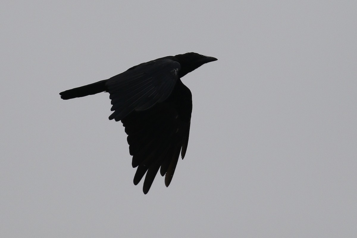 Ворона американська - ML360008781