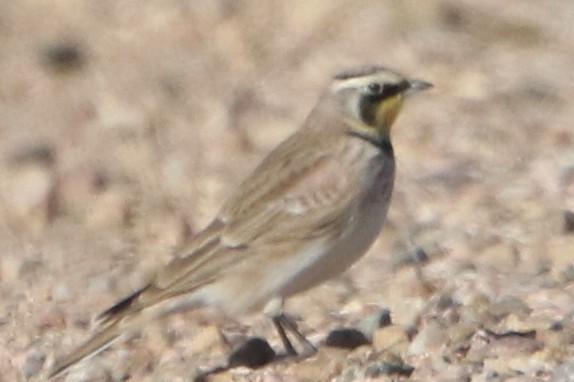 Horned Lark - ML36000991