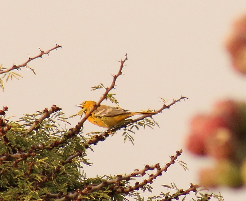 Hooded Oriole - ML36001191