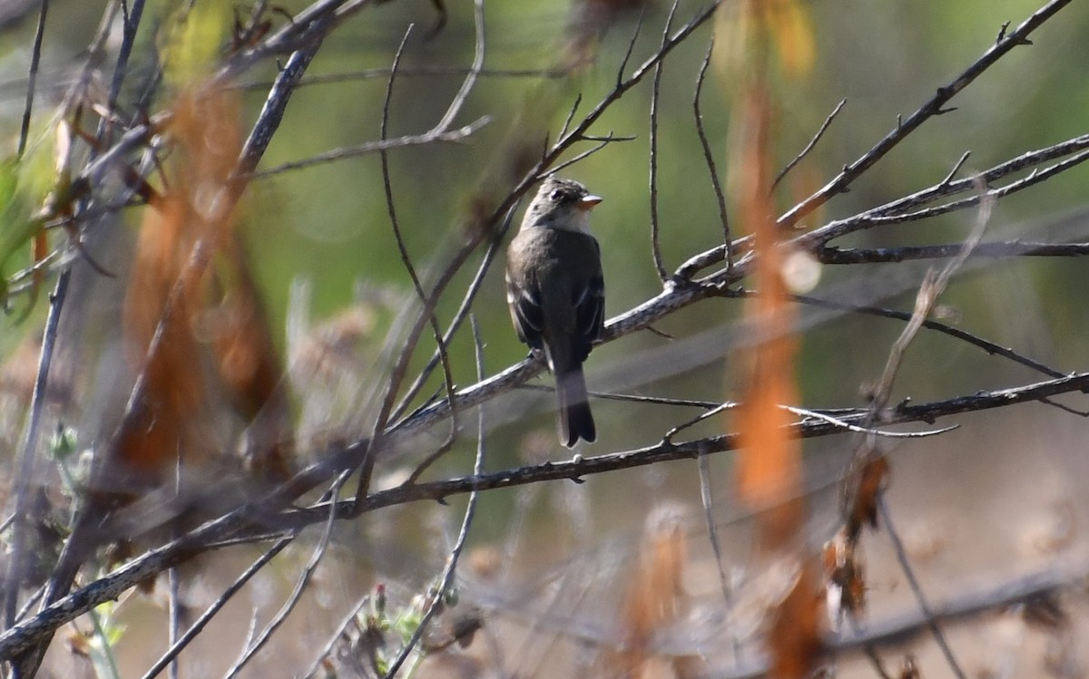 Willow Flycatcher - ML360012311