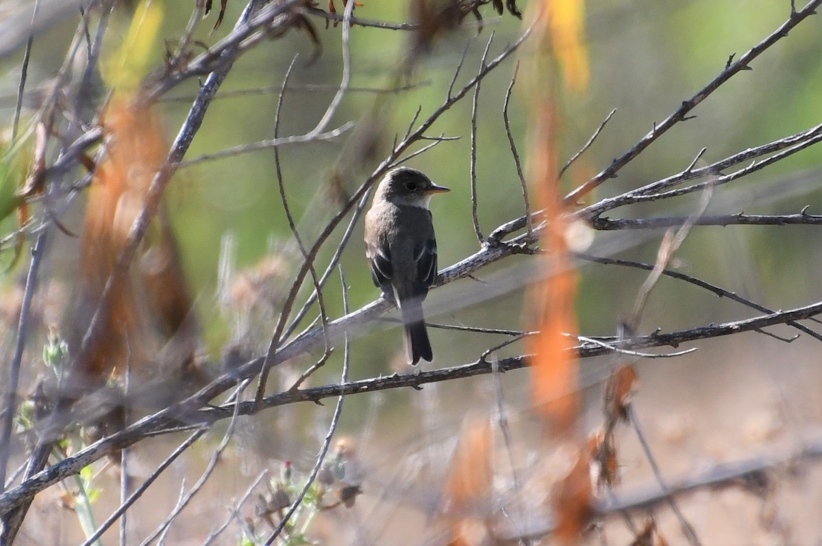 Willow Flycatcher - ML360012381