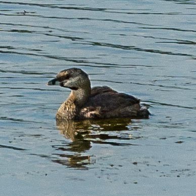 Pied-billed Grebe - ML360013451