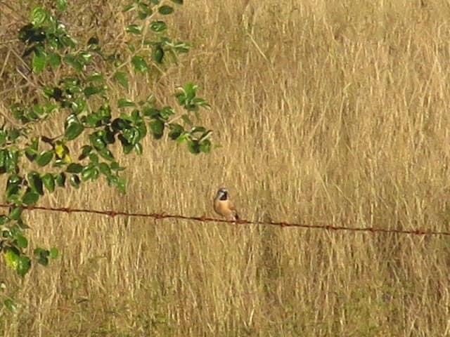 Black-throated Finch - ML360013711