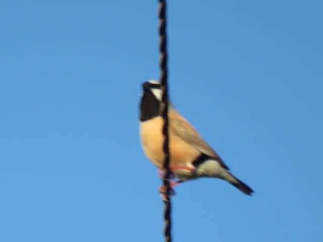 Black-throated Finch - Madelon Lane