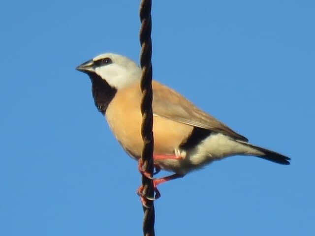 Black-throated Finch - Madelon Lane